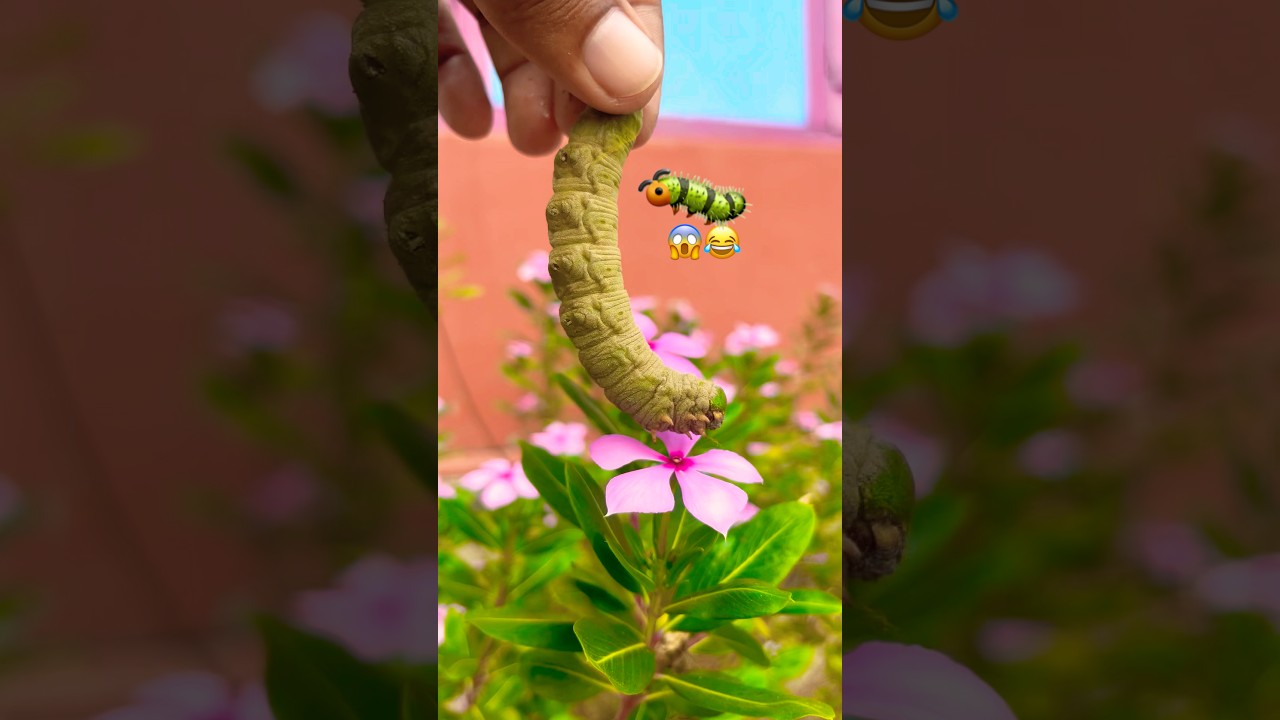 Caterpillar and Snail Together 😱 Baby Boy Emotional Reaction 😂 | Wild NorthEast India