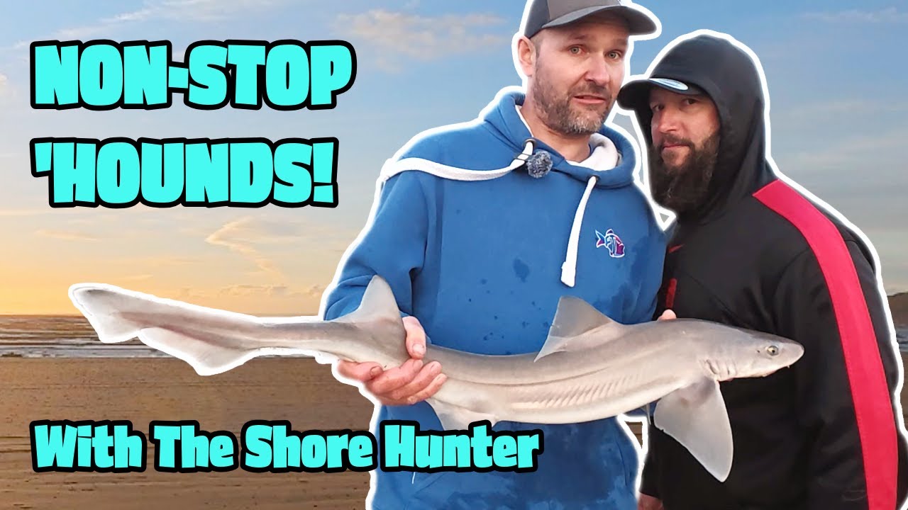 Non-Stop Smoothound Fishing from the Shore! | UK Beach Fishing ft. The Shore Hunter