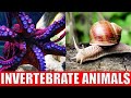 The Fascinating World of Invertebrates and Their Ecosystem Roles