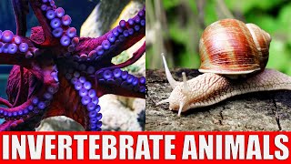 Invertebrate Animals | Learn Names and Sounds of Invertebrate Animals for Children by Kiddopedia 187,298 views 10 months ago 5 minutes, 34 seconds