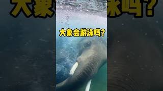 大象到底会不会游泳？ #大象  #科普 #有趣 #全球看点 #游泳