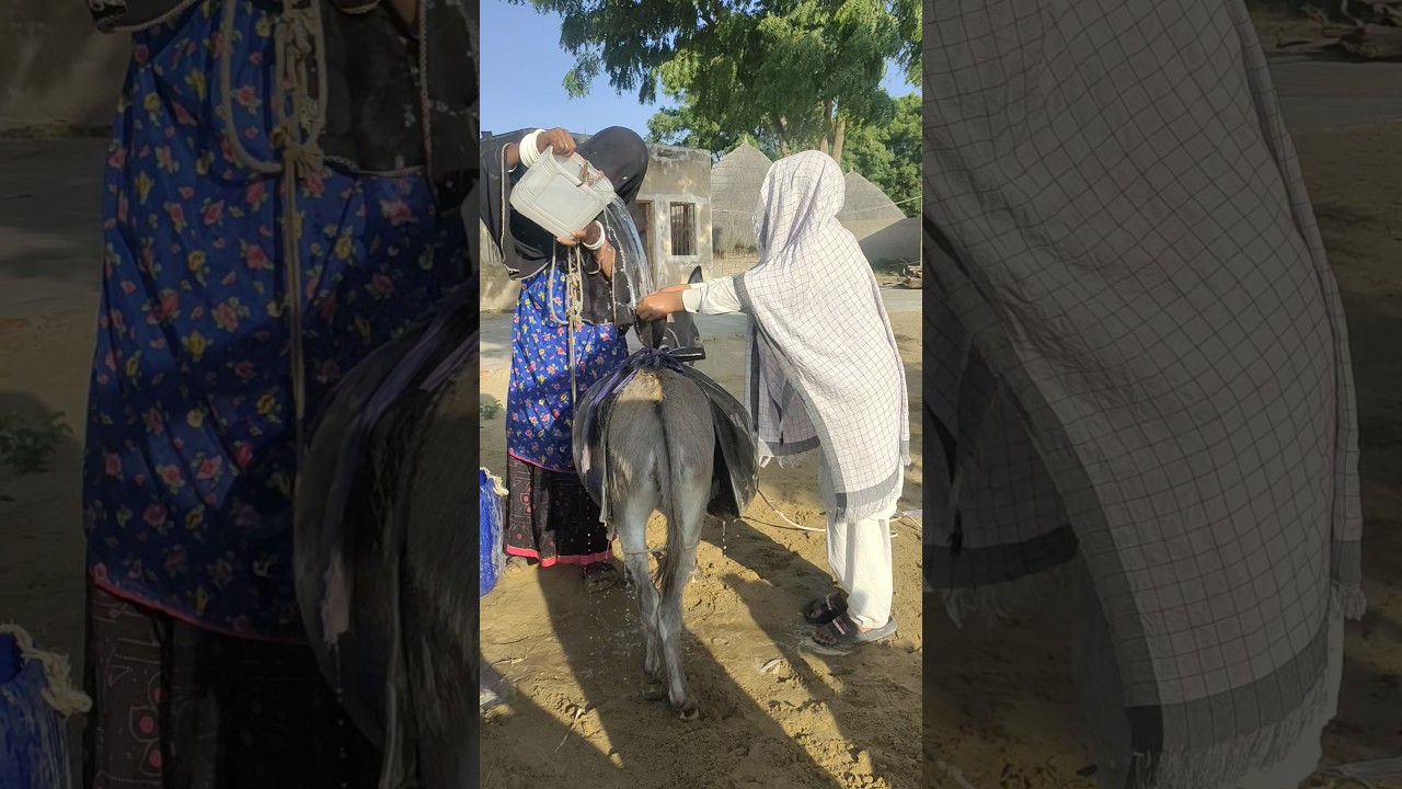  Ai Funny Animatedcartoon Cartoon Comedy Funnycartoon - YouTube Auto PHP Script