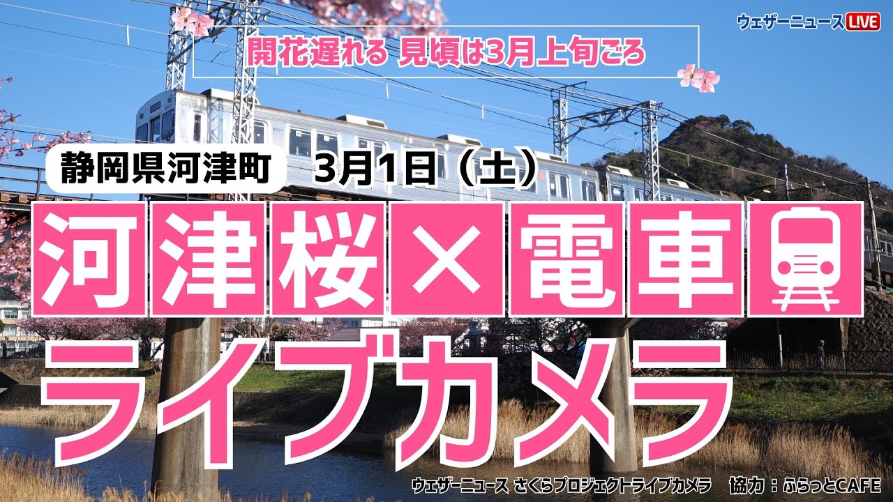 桜ライブカメラ2】河津桜×電車(伊豆急行)／静岡県河津町 ふらっとCAFE