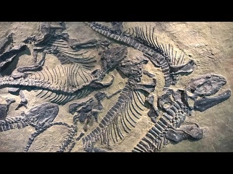 Am gasit fosilele dinozaurilor disparuti!