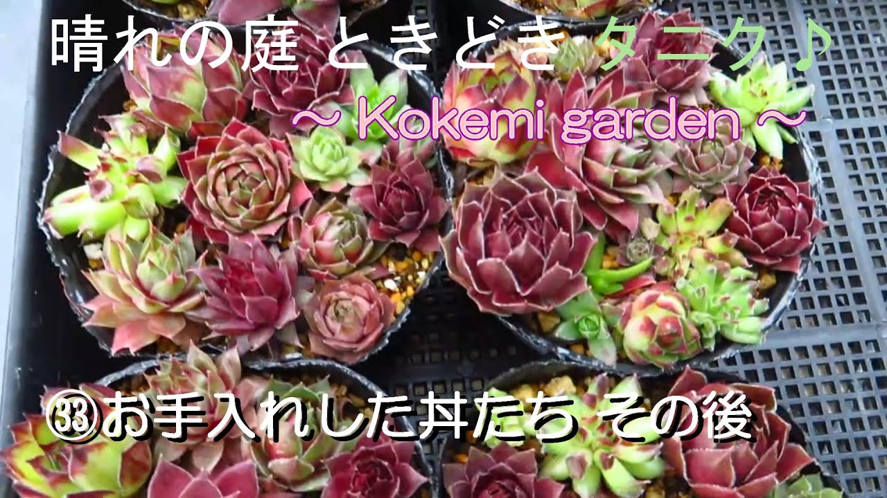 多肉植物】㉝お手入れした丼たち その後 - YouTube