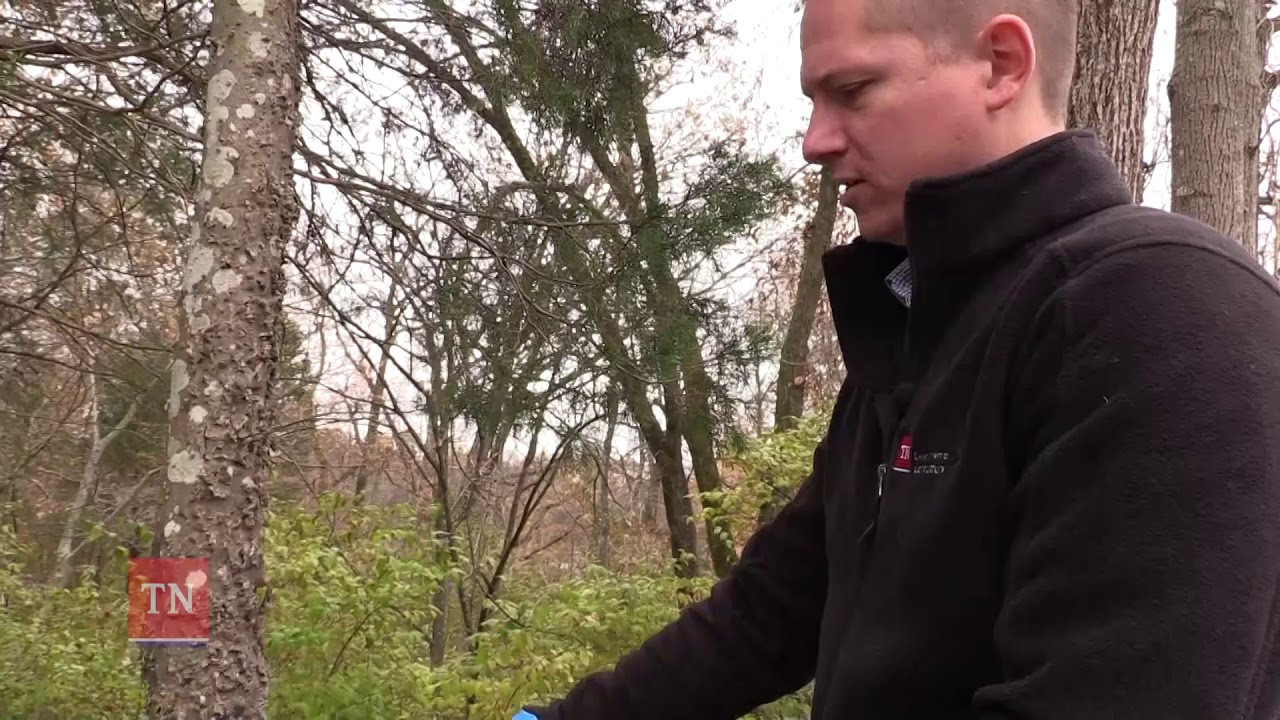 Invasive Plant Removal Guide: Hack and Squirt