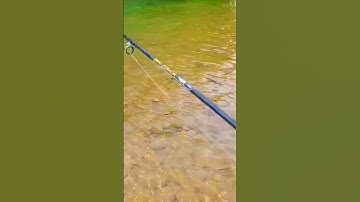 Câu Lure Cá Mương Suối