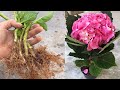 Hướng dẫn trồng cành hoa cẩm tú cầu trong cát│ Planting hydrangea flowers