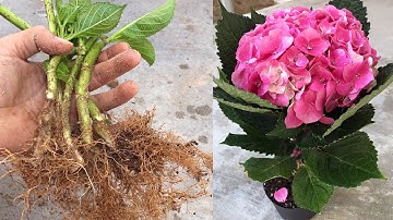 Hướng dẫn trồng cành hoa cẩm tú cầu trong cát│ Planting hydrangea flowers
