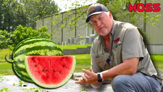 How to Grow Healthy Watermelons