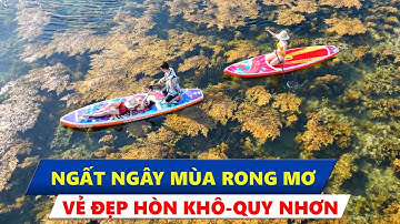 Ngất ngây với vẻ đẹp mùa rong mơ ở Hòn Khô- Quy Nhơn