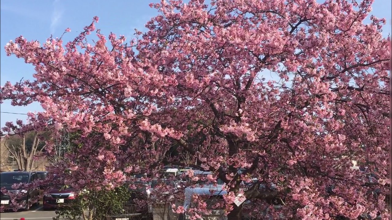 上尾丸山公園にも咲いていた河津桜 Youtube