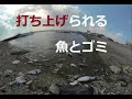 漁港に打ち上げられる魚とゴミ！Fish and garbage launched into the fishing port! 　180度3DVR　oculus go！