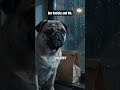 The falling society #Shorts #USPolitics #DogMemes #Satire #Relatable #FunnyDogs #Sarcasm