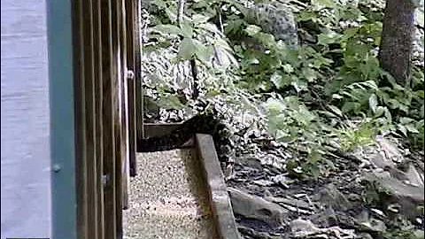 Timber Rattlesnake Strike with slow motion