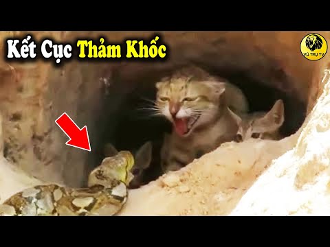 Video: FDA gửi thư cảnh báo đến Purina, trích dẫn các vi phạm đáng kể tại nhà máy thực phẩm