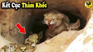 6 Trận Chiến Kịch Tính Của Mèo Vs Rắn Độc - Kẻ Xâm Lược Coi Thường đối Thủ Và Cái Kết đắng