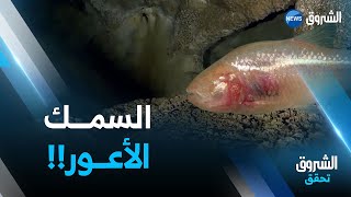 الشروق تحقق | مغارة غريبة متواجدة تحت نزل العربي بن مهيدي تحتوي على بحيرة ويعيش فيها السمك الأعمى