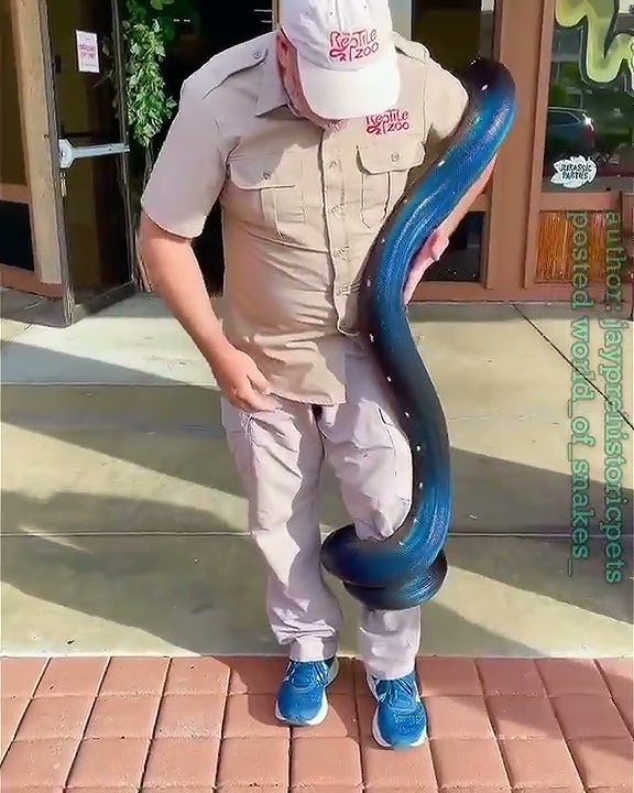 snake world 🐍🐍🐍  snack video, snacks, snack video app, snack video funny