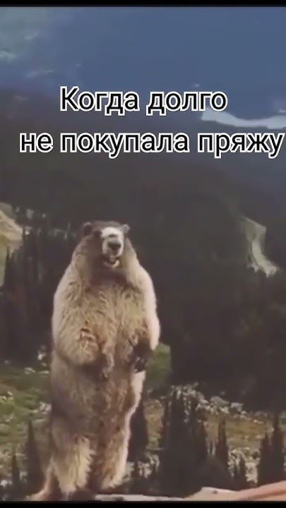 #суслик#орёт#приколысживотными #амигурумикрючком #люблювязать #пряжа ...