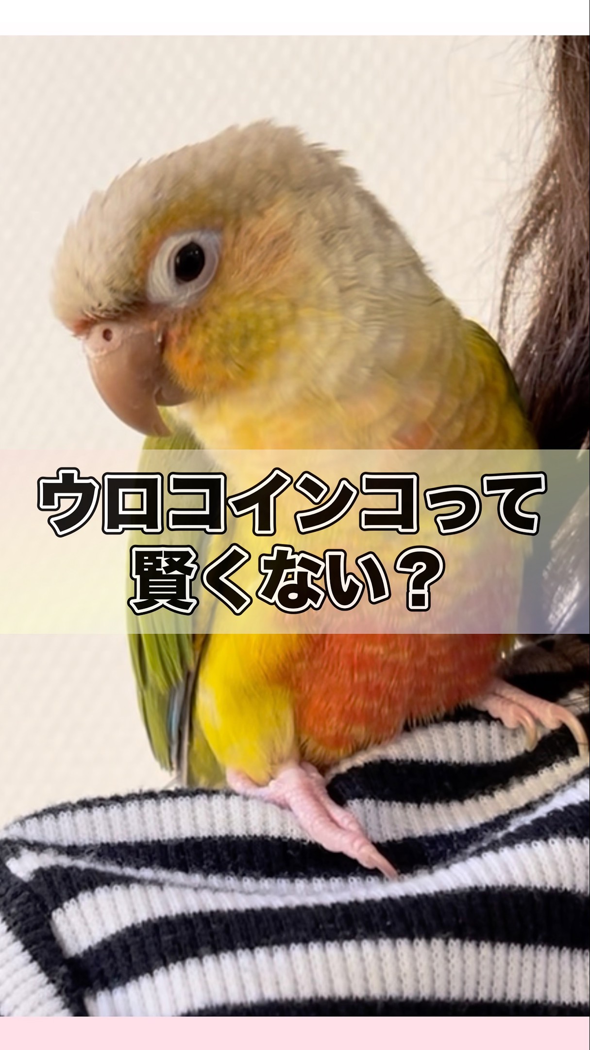 ウロコインコK - YouTube