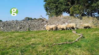 Landwirtschaft In Irland - Leserreise