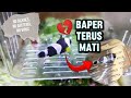 Penyebab Misterius Kematian Ikan Nemo yang Jarang Diketahui