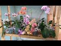 мой БОЛЬШОЙ ПОЛИВ ОРХИДЕЙ как поливаю орхидеи фаленопсисы