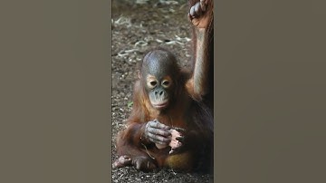 Interesting Moments of Orangutan Life Caught on Camera#shorts#orangutans#funnyvideo#funnyanimal#zoo