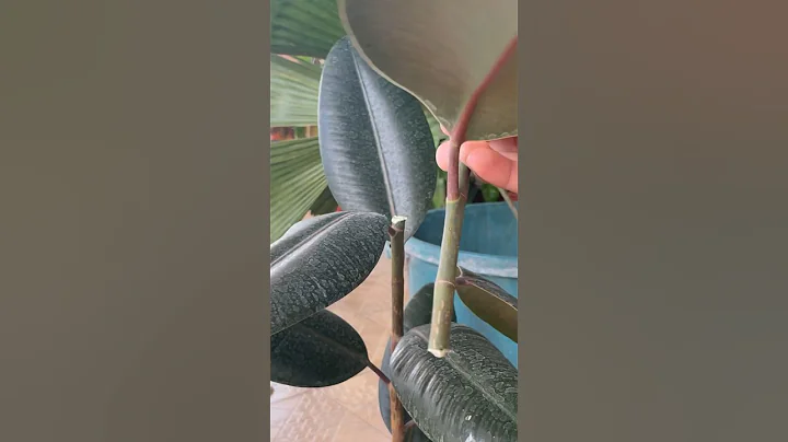 AMAZING TRICKS TO PROPAGATE RUBBER PLANT