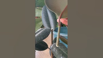 AMAZING TRICKS TO PROPAGATE RUBBER PLANT