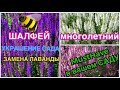 🐝ШАЛФЕЙ дубравный МНОГОЛЕТНИЙ 🍭МАСТХЭВ для САДА⭐️замена ЛАВАНДЫ👍