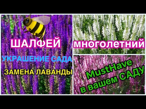 Video: Жийиркеничтүү шалфей өт көпүрөсү