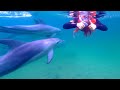 Swimming with a Dolphin Pod in the wild!
