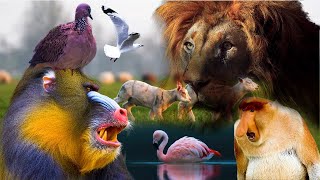 Beautiful Wild Kingdom Real Sounds &amp; Relaxing Nature | Part 1