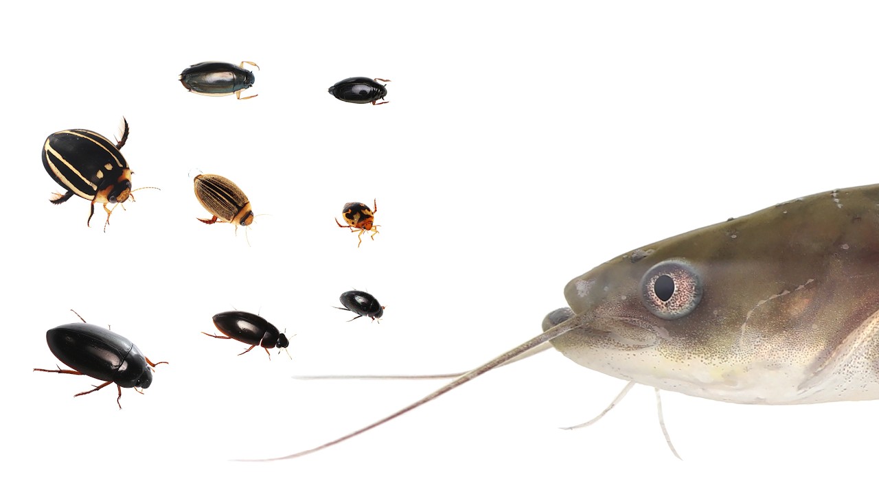 水生甲虫 水甲虫 Small beetles are spat out alive by catfish / 小さな水生甲虫は