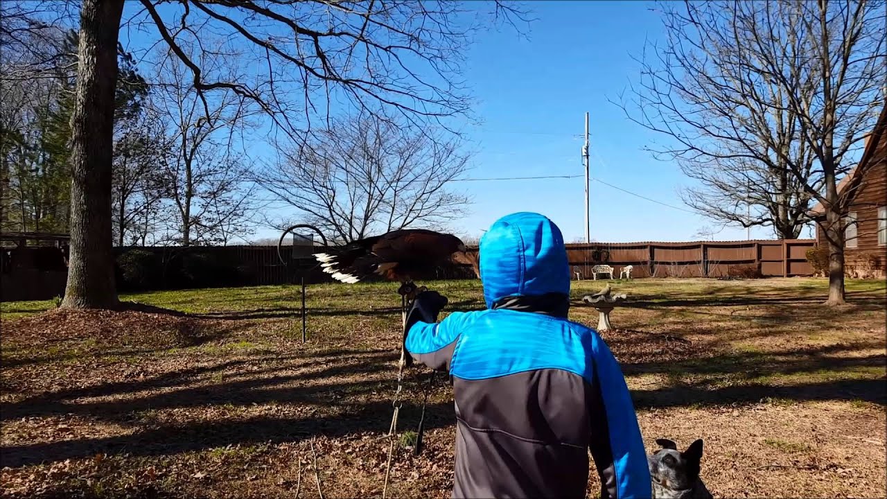 My Falconers Apprentice YouTube