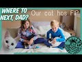 Our cat Bell is sick with FIP | Feline infectious peritonitis
