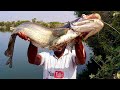 Amazing Big 🦈monster (wallega)fish catching.