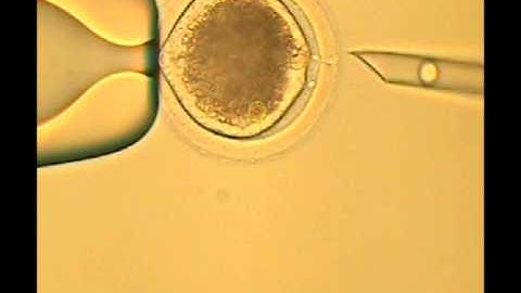 AVI Cellular Reprogramming final editing.avi