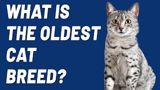 What's The World's Oldest Cat Breed?