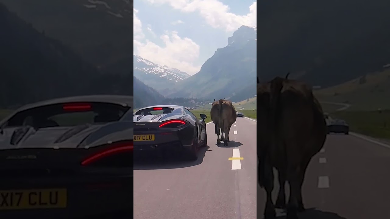 The sense of oppression from the old buffalo 