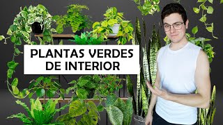 8 plantas verdes (sin flor) de interior