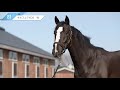 81.サルスエラの20【2021年度第1回追加募集馬】