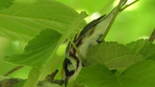 Chestnut-sided Warbler looks for food before continuing north