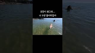 표정이 왜그래... 너 수영 좋아하잖아 #강아지 #반려견 #shorts