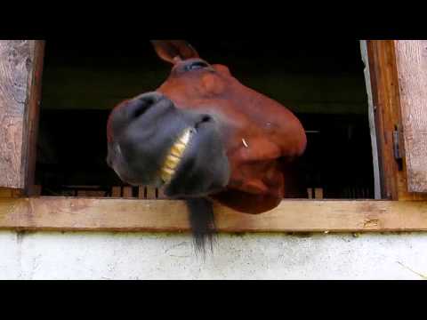 funny-horse