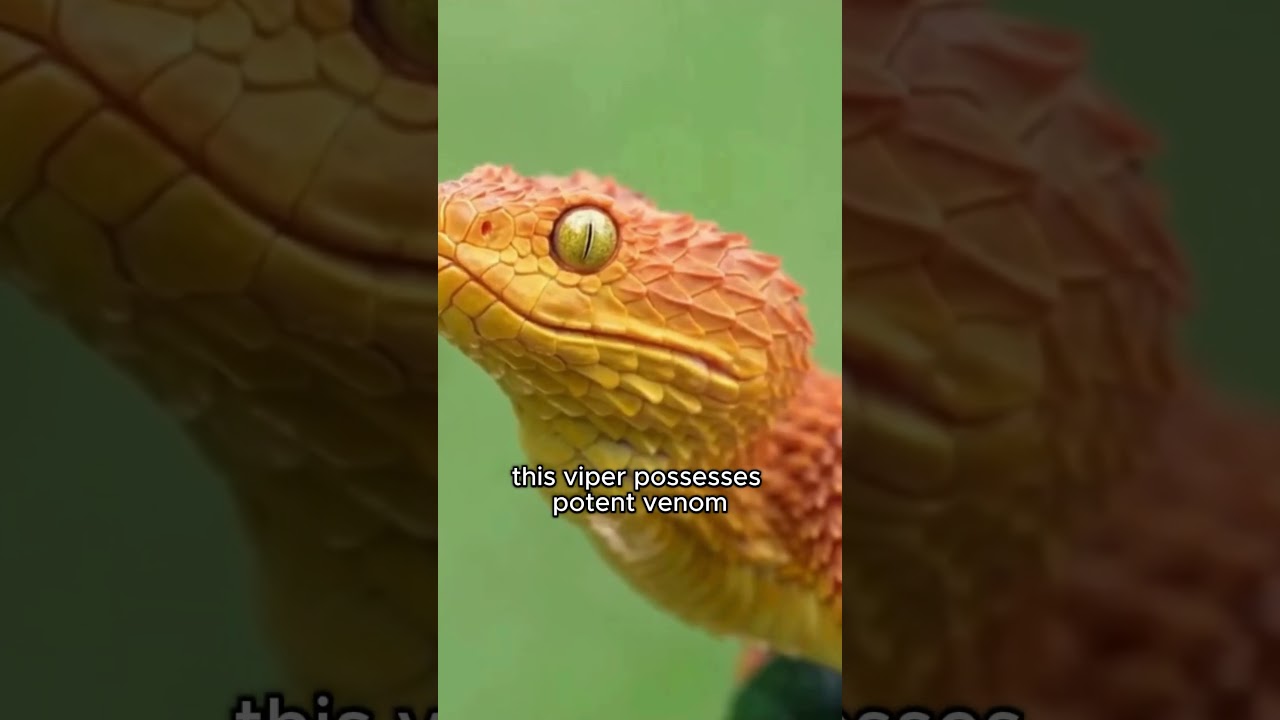 The Deadly Spiny Bush Viper