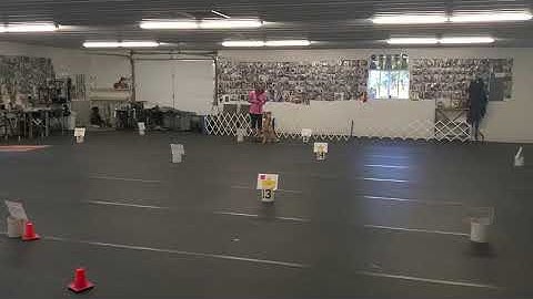 Cypress AKC Rally Intermediate Virtual Course #1