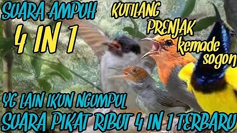 Suara Pikat Ampuh kutilang+prenjak+kemade+sogon MP3 andalan 2025@Smstachanel